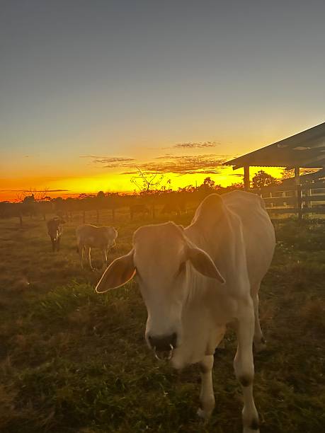 istock BEAUTIFUL CATTLE BOVINE NELORE ON PASTURE GRASS WITH SUNSET AND NICE SKY HORIZON 2217951093