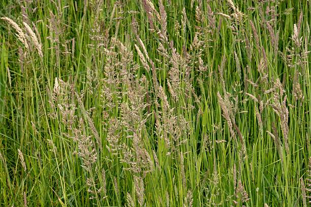 istock Meadow foxtail grass growing in a field close up 2217951397
