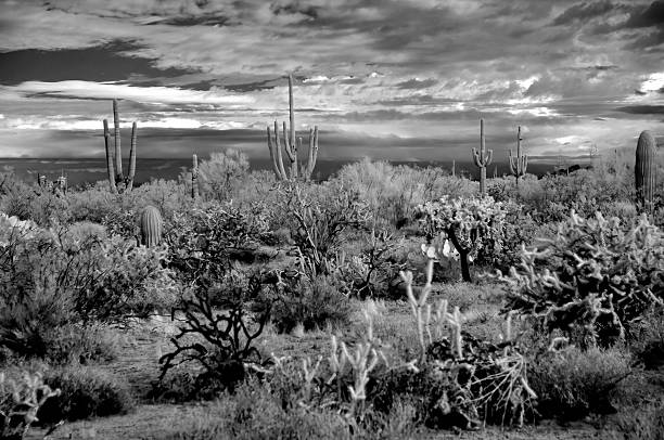 istock Black and White Sonoran Desert Arizona 2217952635