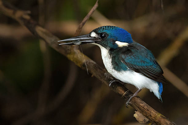 istock Little Kingfisher (Ceyx pusillus) 2217956388