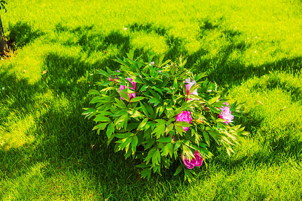 Peony bush with pink flowers blooming on green lawn with tree shadows under bright sunlight. Sweden.