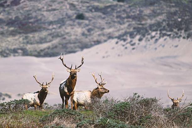 istock Elk with antlers in a natural landscape. 2217957656