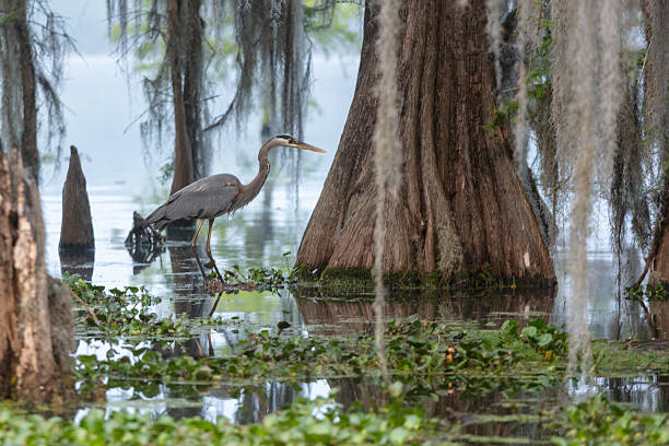 A Great Blue Heron standing in a cypress swamp surrounded by water plants and Spanish moss, showcasing the serene and natural beauty of the wetland ecosystem.