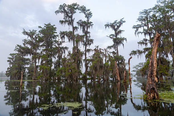 istock Cypress Trees in Swamp at Sunrise 2217957908