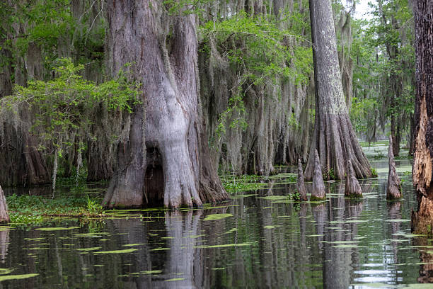 istock Cypress Trees in Swamp 2217957980