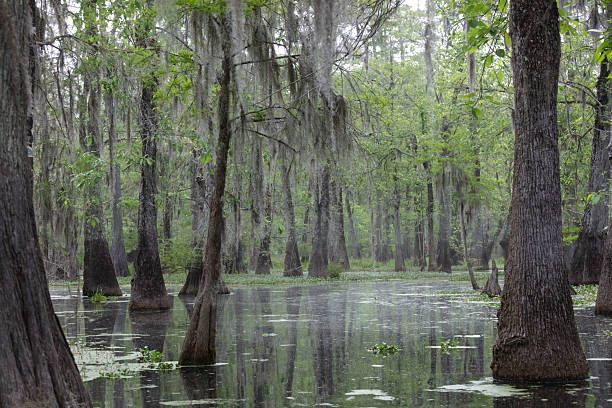istock ypress Trees in Swamp 2217957981