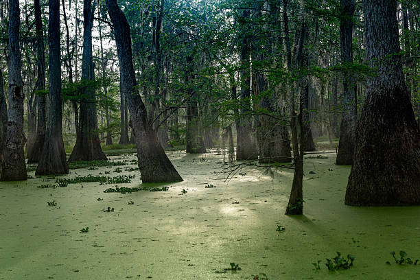 A serene view of cypress trees standing in a swamp with green water, captured during sunset, casting soft shadows across the scene.