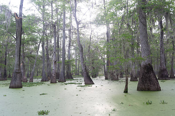 A scenic view of cypress trees in a swamp in Louisiana, with lush greenery and moss-draped branches.