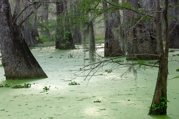 A tranquil scene of a swamp in Louisiana, featuring cypress trees draped in Spanish moss and a water surface covered with duckweed.