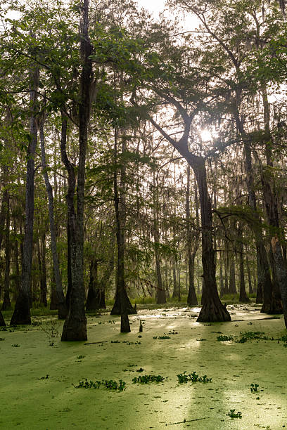istock Sunlit Cypress Trees in Louisiana Swamp 2217958083
