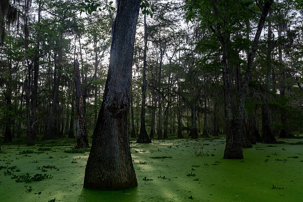 A dense grove of cypress trees in a swampy landscape with green algae covering the water surface, creating a tranquil and mysterious atmosphere.