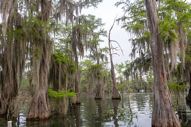 istock Cypress Trees in Louisiana Swamp 2217958105