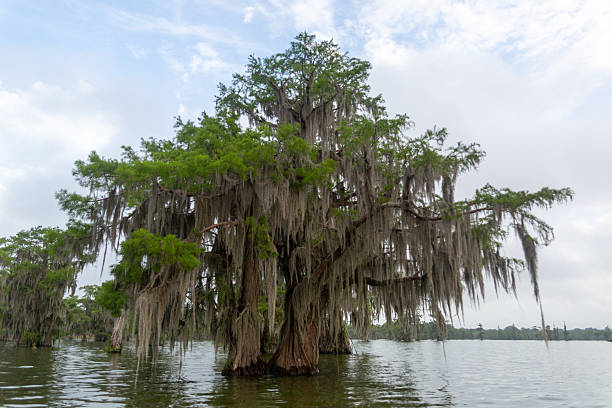 istock Cypress Tree in Louisiana Swamp 2217958127