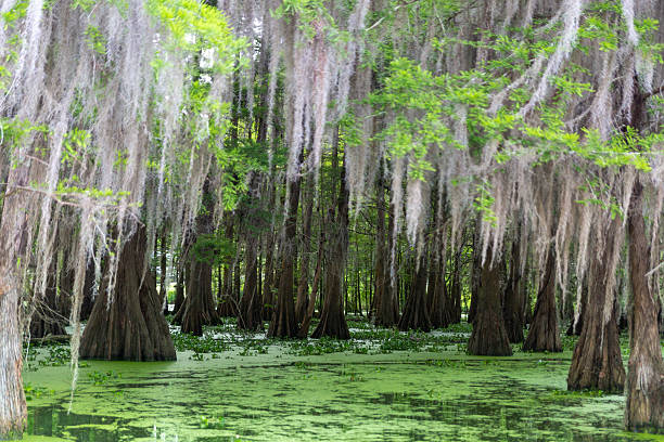A lush green swamp featuring towering cypress trees draped in Spanish moss, reflecting the tranquil beauty of southern wetlands.