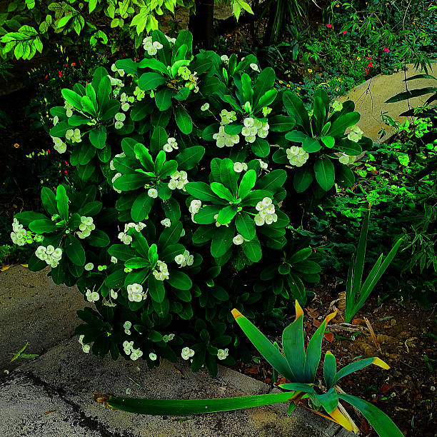 Small white flowers with yellow centers grow close to a concrete path. The plant has bright green oval leaves that look healthy and full. This appears to be growing in someone's garden or yard.