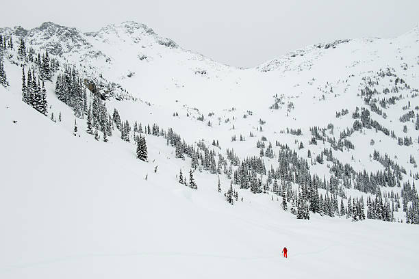 Aerial view of backcountry splitboarder ascending mountain above  forest in fresh powder snow, British Columbia
