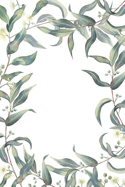 istock Watercolor illustration of a delicate eucalyptus wreath frame on a white background. Eucalyptus leaves and flowers hand drawn for invitations, cards, branding, or nature-themed designs 2217962990