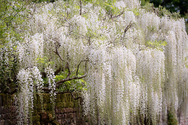 A cascade of white wisteria flowers in full bloom, captured in gentle spring light. The delicate blooms create an ethereal look. Perfect for themes of seasonal beauty, romantic gardens and ornamental flowering vines.