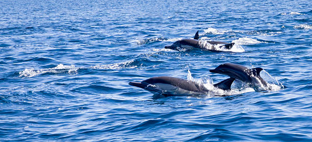 istock Mexico - Baja California Sur 2217965617