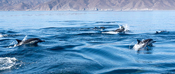 istock Mexico - Baja California Sur 2217965727