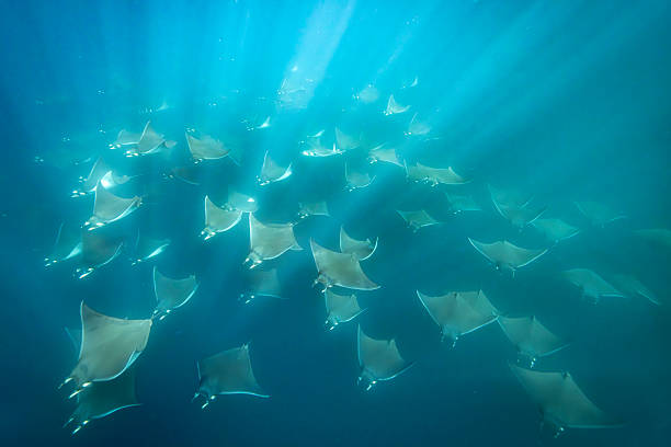 Images which beautifully showcase the stunning landscape, underwater world of the Sea of Cortez and the bird and marine life of this diverse area of Mexico