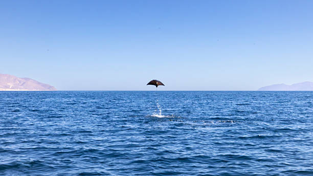 Swimming lesson for a clever dolphin.