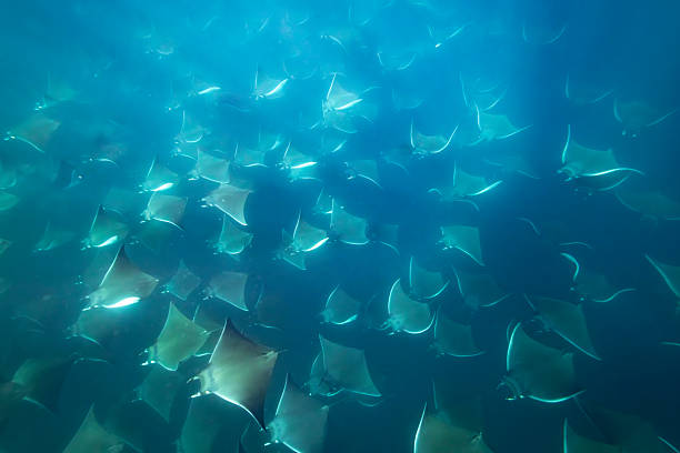 Images which beautifully showcase the stunning landscape, underwater world of the Sea of Cortez and the bird and marine life of this diverse area of Mexico