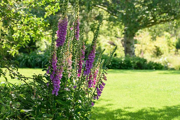 Tall foxglove flowers beautifully backlit by warm sunlight, their translucent petals glowing against a vibrant green grass lawn. This serene garden scene captures the delicate beauty and vertical elegance of foxgloves, evoking feelings of tranquility, summer warmth and natural charm.