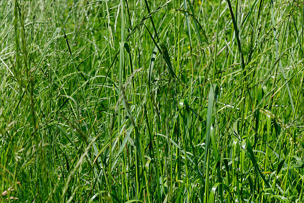 Dense, overgrown green grass fills the frame, with varied shades creating depth. Sharp focus on foreground blades blurs the background.