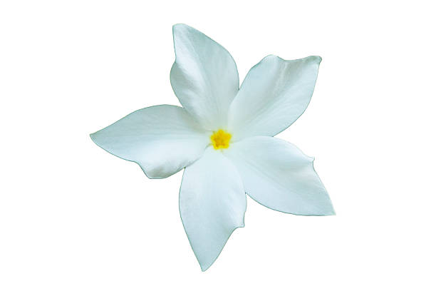Isolated white tree flower of Thailand