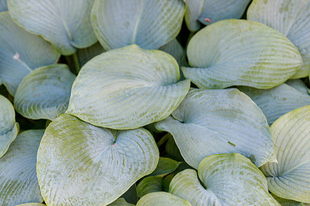 Close-up of hosta leaves, various sizes and shapes, filling the frame. Light green and blue-gray color palette with distinct veins.