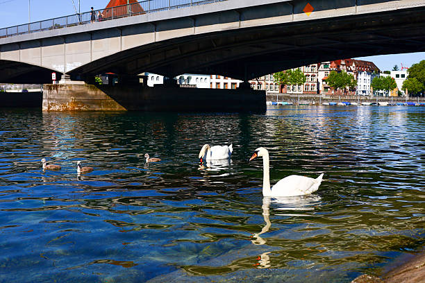 Picture with swans and ducks on Lake Bodensee in Konstanz with a view of Rheintorturm