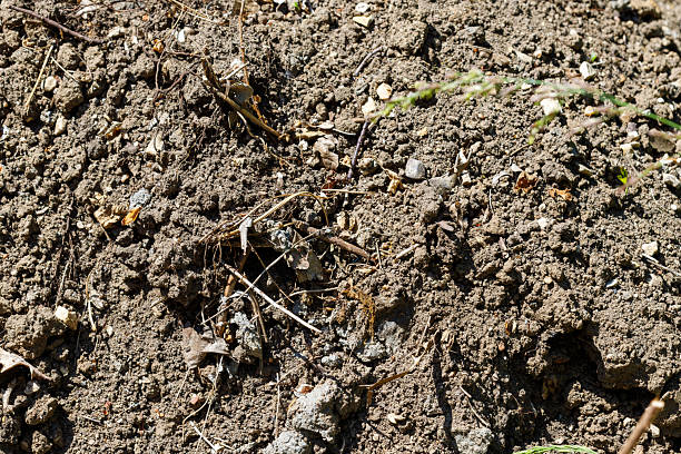 istock Close-up of Soil with Debris 2217967704