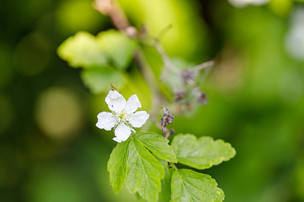 Close-up of a white flower with green leaves against a blurred green background.