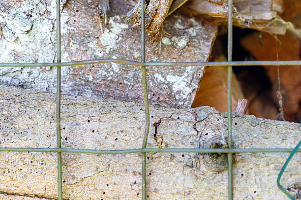 Stacked Logs Behind Wire Fence A close-up shows stacked logs behind a wire fence, with prominent bark and small holes. The fence creates a grid-like foreground. wood and wire fence designs pictures stock pictures, royalty-free photos & images