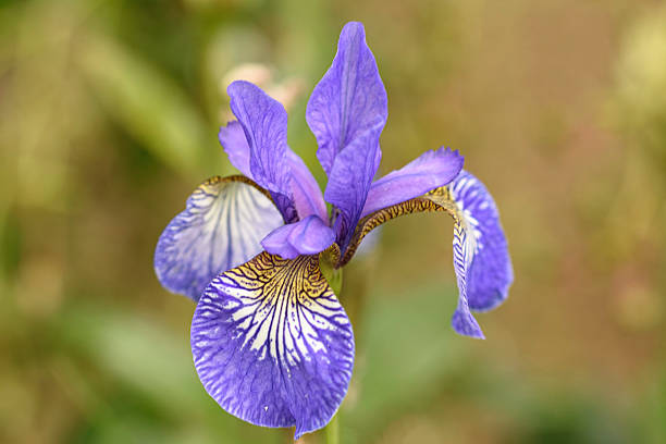 istock Close-Up of a Single Siberian Iris in Bloom 2217967862