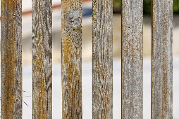 istock Weathered Wooden Fence with Algae Growth, Close-Up 2217967876