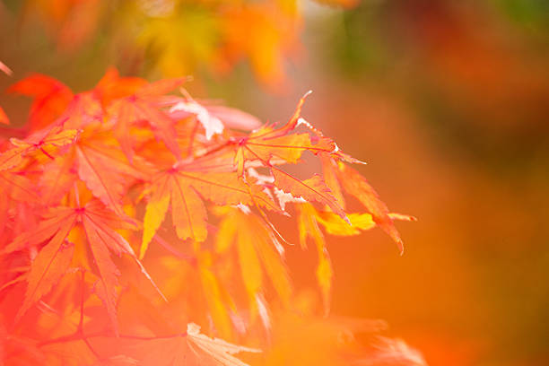 A close-up image of maple leaves illuminated by golden sunlight, revealing their vivid color. The light filtering through the foliage highlights the natural beauty and delicate structure of the leaves, creating a warm, atmospheric scene. Ideal for themes of nature, seasons, tranquility and the changing light of day.