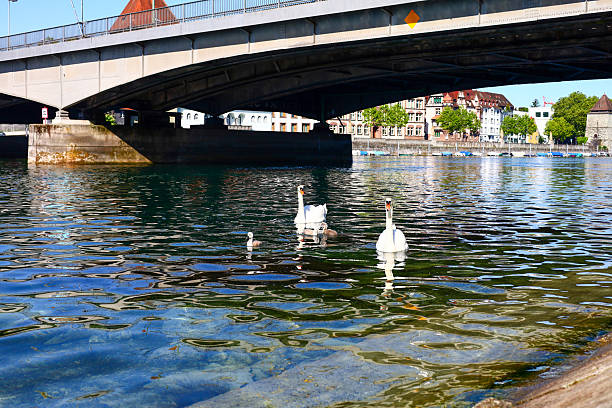 istock Pictures of ducks and swans 2217968071