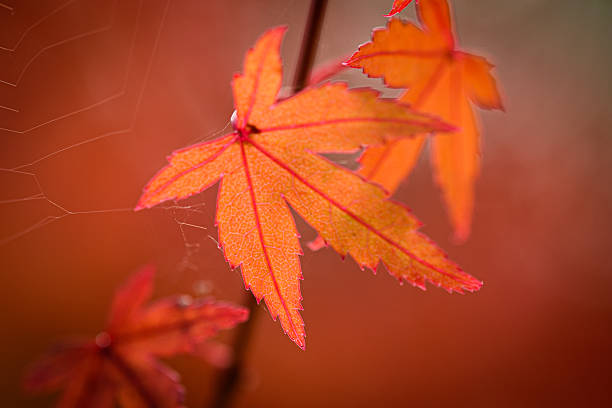 istock Fiery Maple Leaf Caught in Cobweb – Close-Up in Autumn Light 2217968146