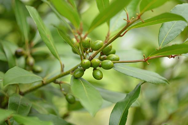 istock Laurus nobilis tree bay leaf plant in Korea 2217969525