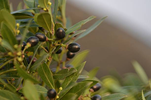 A botanical close-up showing a group of small dark berries attached to a leafy branch. The blurred golden background adds depth and warmth, emphasizing the beauty of wild vegetation during fall.