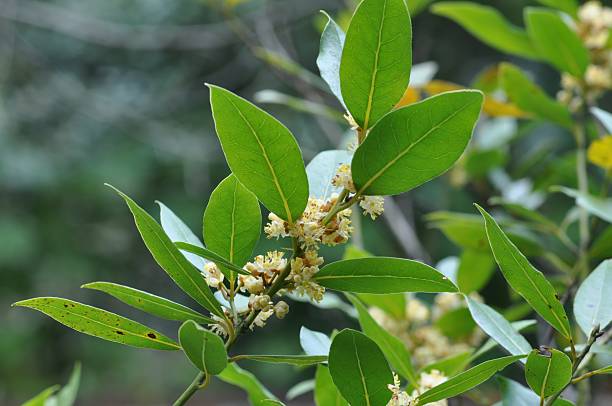 istock Laurus nobilis tree bay leaf plant in Korea 2217969605