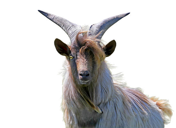 istock Spring portrait of a goat  isolated on white background 2217970042