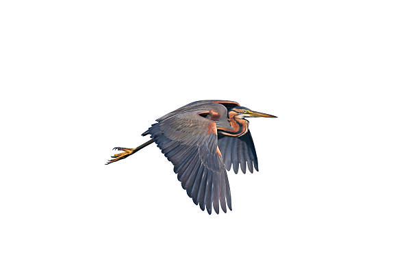 istock purple heron (Ardea purpurea) isolated on white background 2217970053