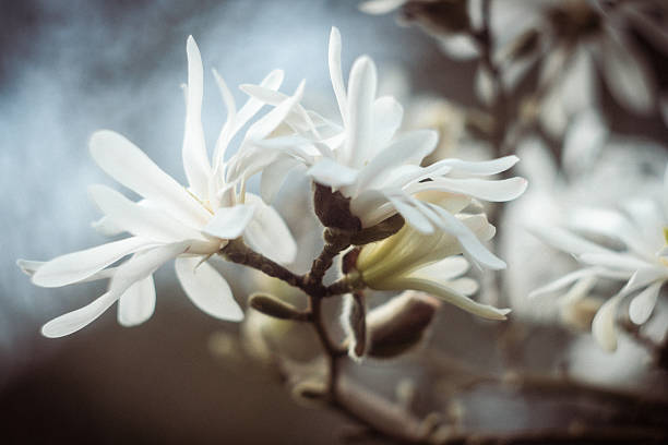 istock Star Magnolias Blooming Against a Dark Background 2217971423