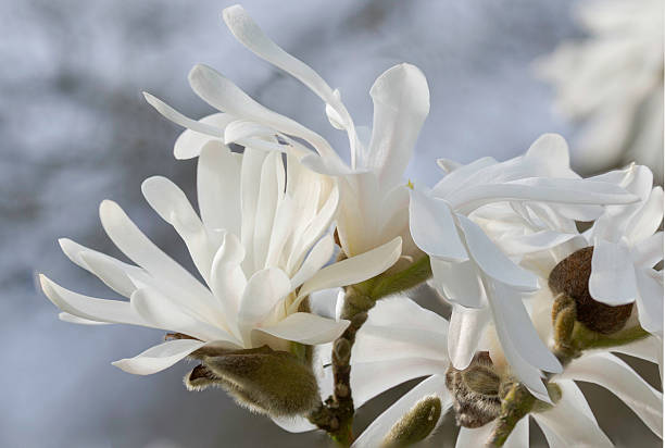 istock Magnolia Blossoms Against a Soft Light Blue Sky 2217971471