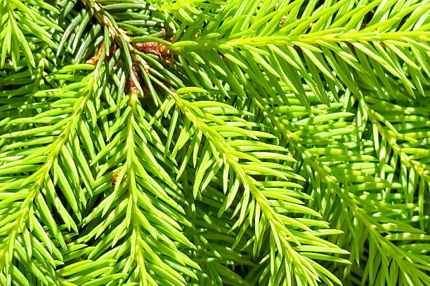 istock Fresh Green Pine Needles In Sunlight For Natural Holiday Decor 2217971575