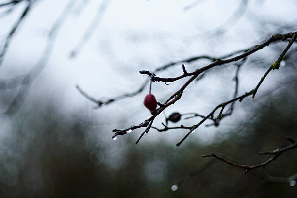 Rain-Soaked Berries on a Dark Winter Day