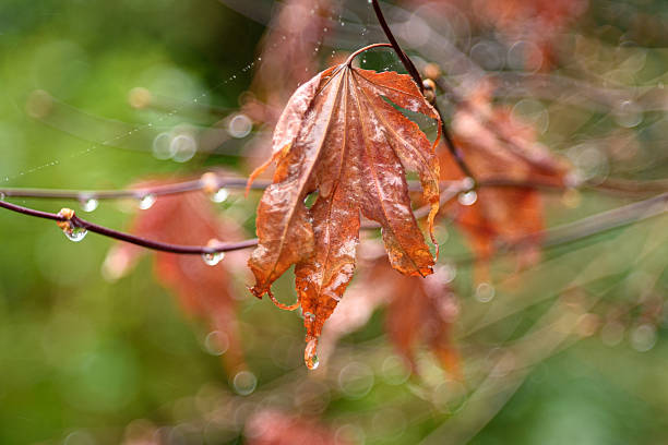 Rain-Soaked Leaf in Winter on a Cold, Overcast Day